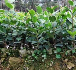 嫁接油茶(岑溪軟枝2號(hào)、岑溪軟枝3號(hào))